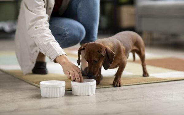 Dog Nutrition Level 8 Advanced Diploma