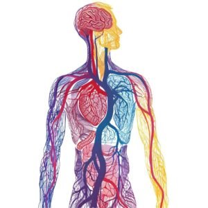 Anatomy and Physiology Level 8 Advanced Diploma Course Thumbnail