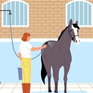 Horse Care Level 5 Advanced Diploma Course Thumbnail