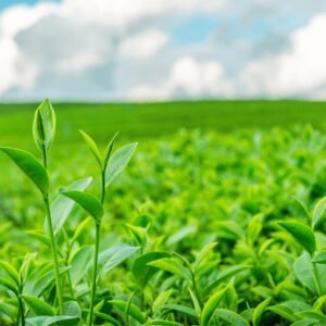 Understand modern agricultural practices, crop production, and sustainable farming.