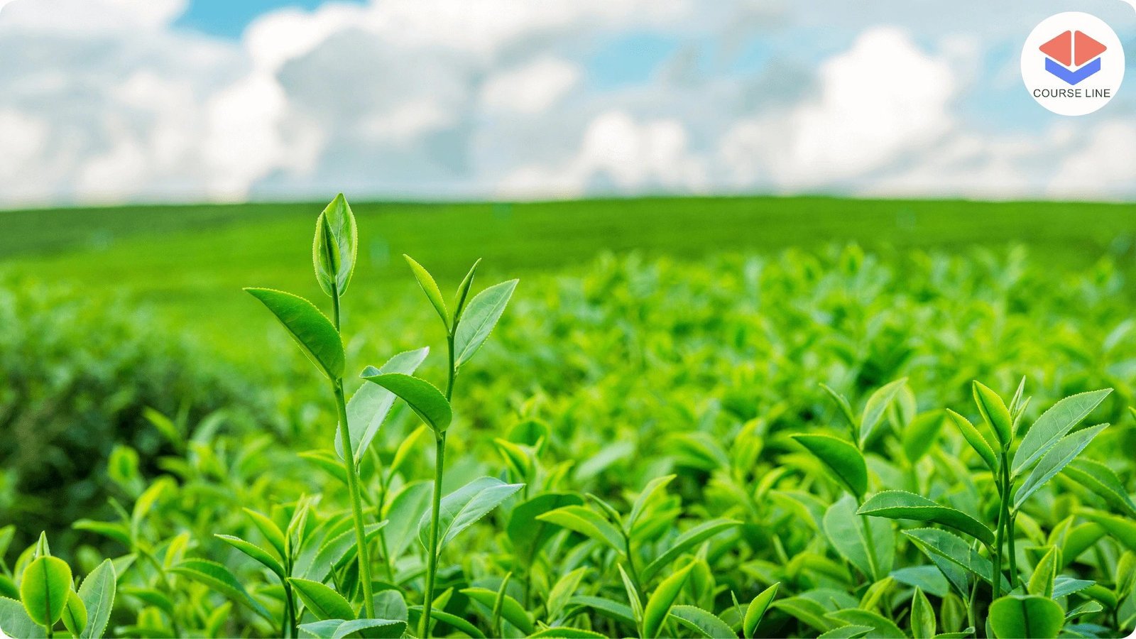 Understand modern agricultural practices, crop production, and sustainable farming.