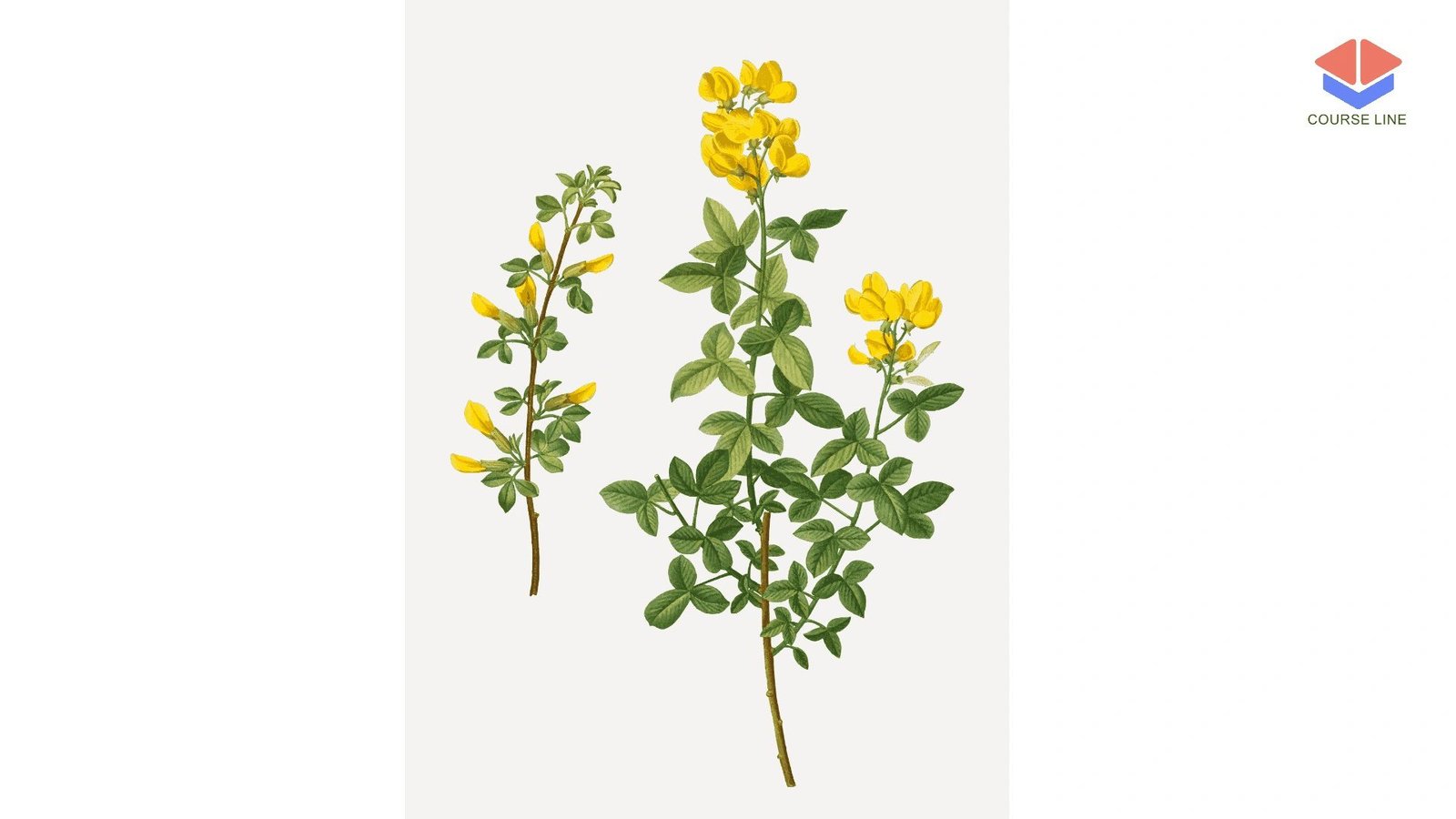 Botany Level 3 Advanced Diploma Course Thumbnail