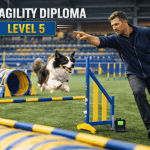 Trainer guiding a dog through obstacles for dog agility diploma