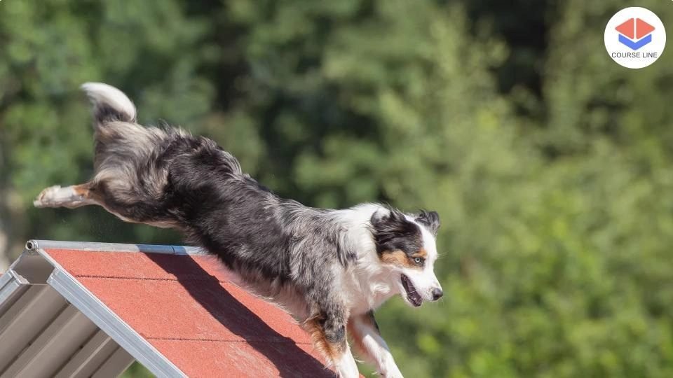 Dog Agility Level 5 Advanced Diploma Course Thumbnail