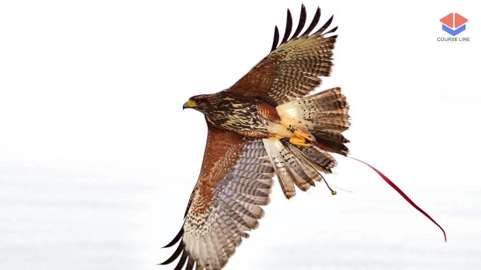 Falconry Level 3 Advanced Diploma Course Thumbnail