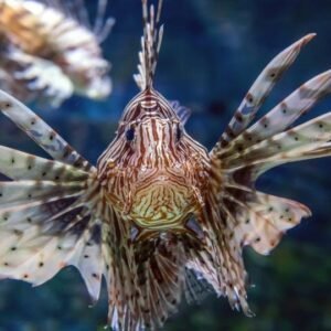 Marine Biology Level 5 Advanced Diploma Course Thumbnail