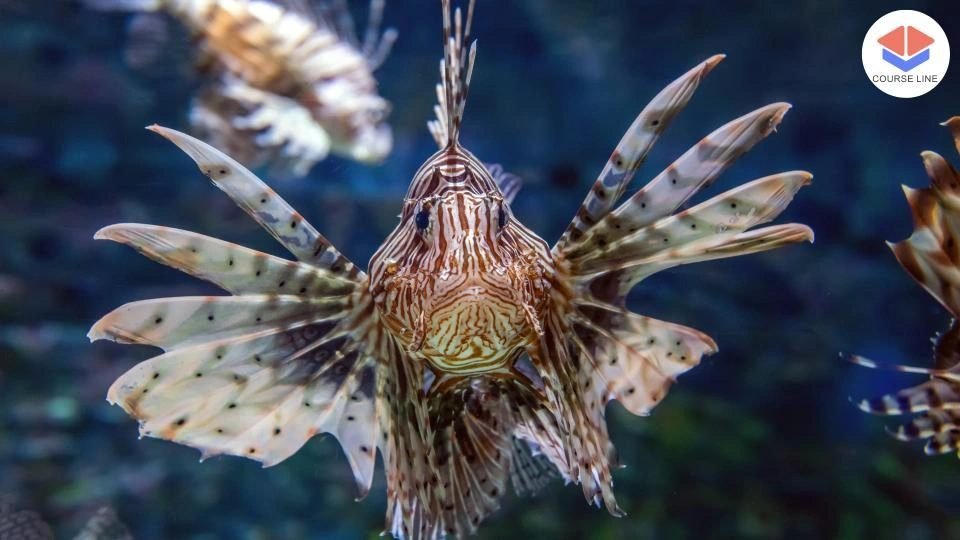 Marine Biology Level 5 Advanced Diploma Course Thumbnail
