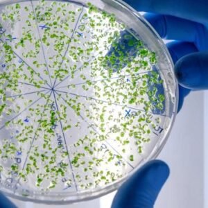 Microbiology Level 8 Advanced Diploma Course Thumbnail