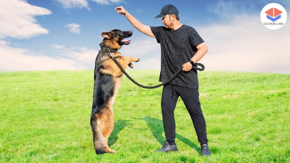 Ultimate Dog Training: Master Obedience and Build a Strong Bond Course Thumbnail