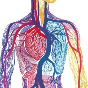 Anatomy and Physiology Level 7 Advanced Diploma Course Thumbnail