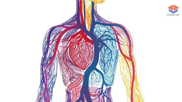 Anatomy and Physiology Level 7 Advanced Diploma Course Thumbnail
