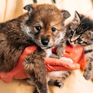 Animal Care