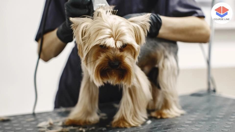 Dog Grooming Course Thumbnail