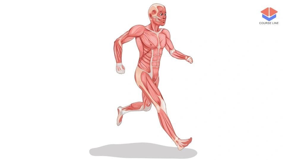 Study how the human body functions including organ systems, tissues, and homeostasis.