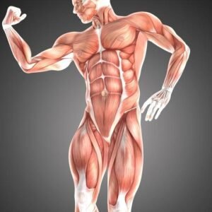 Physiology Level 8 Advanced Diploma Course Thumbnail