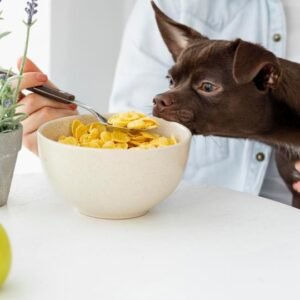 Natural Pet Diet and Nutrition Training for Dogs and Cats Course Image
